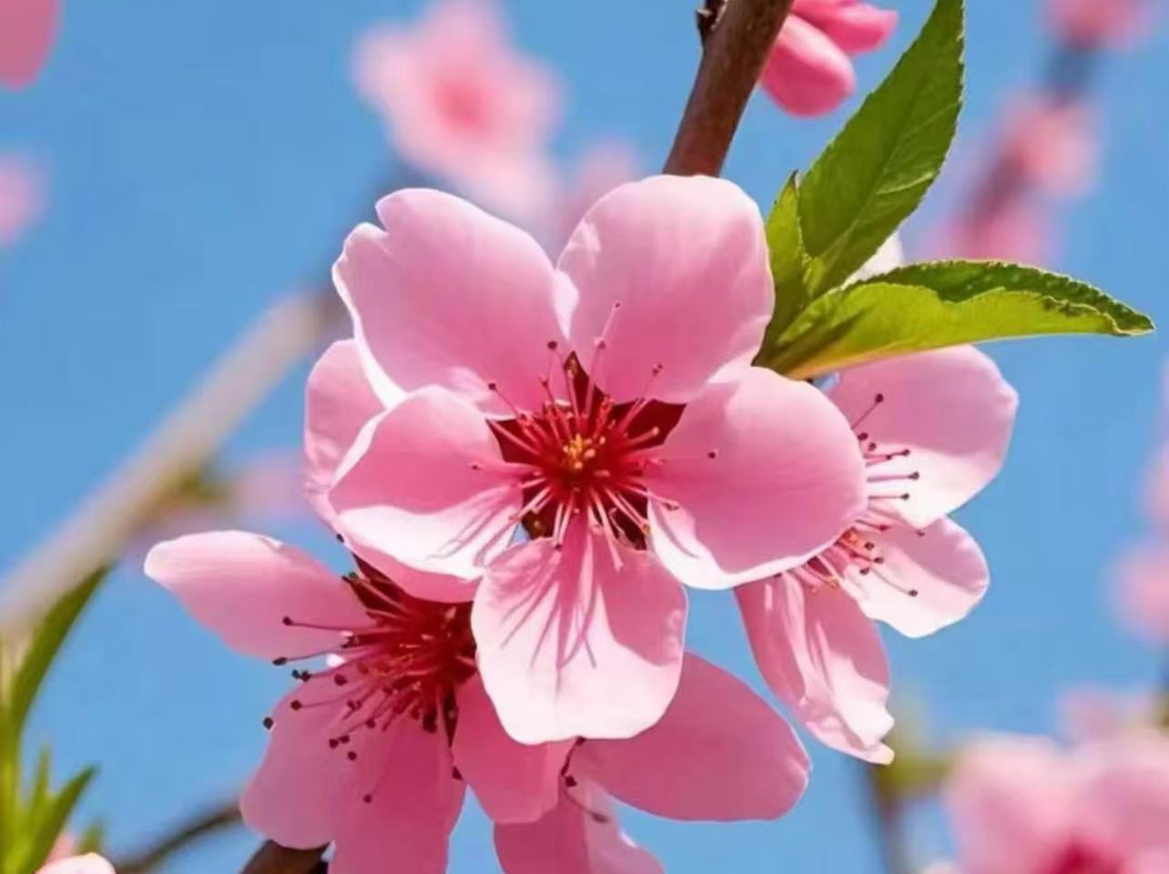 �Ͼ����ֳ�