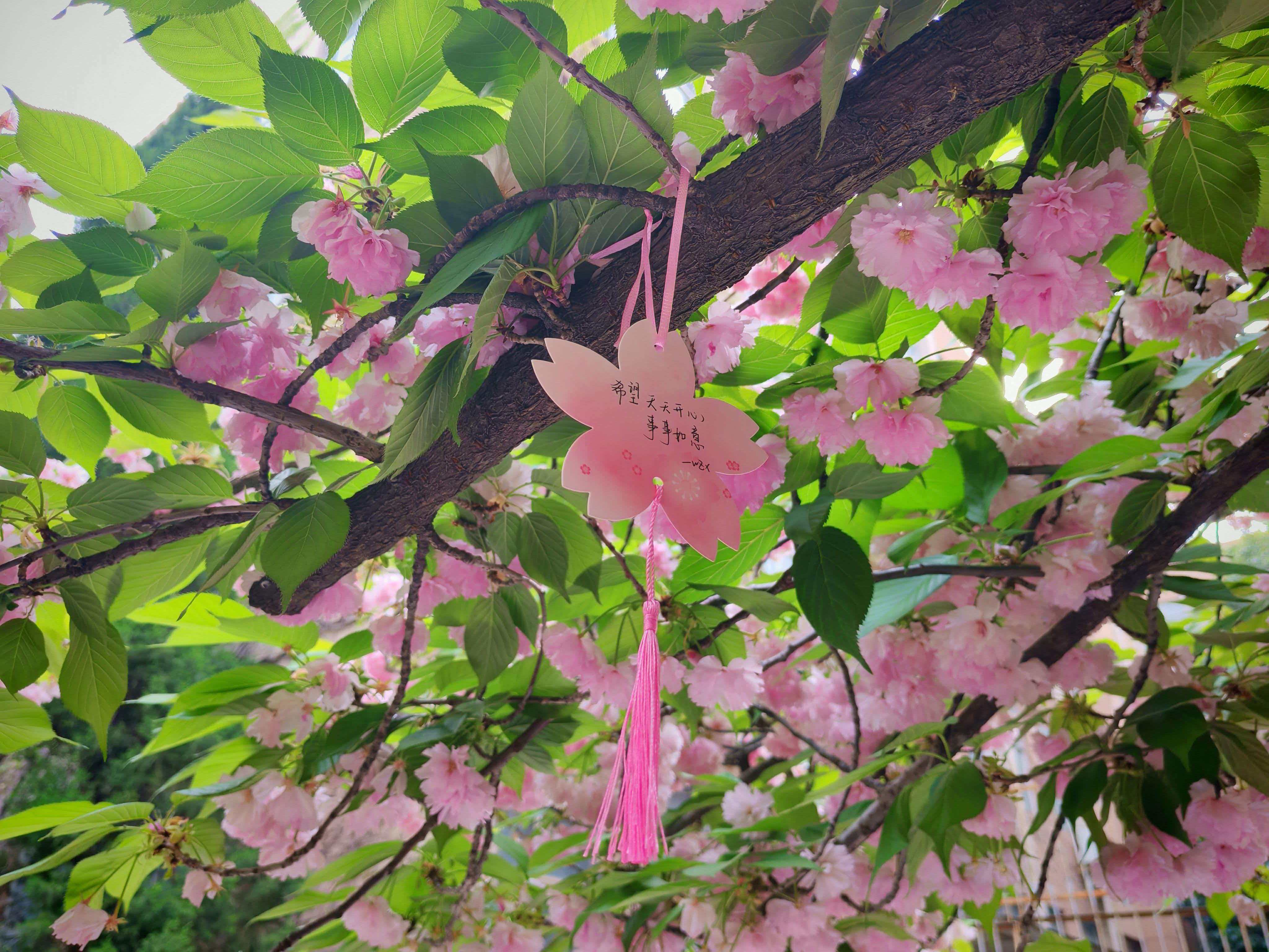 �Ͼ����ֳ�